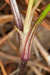 Florida scrub roseling